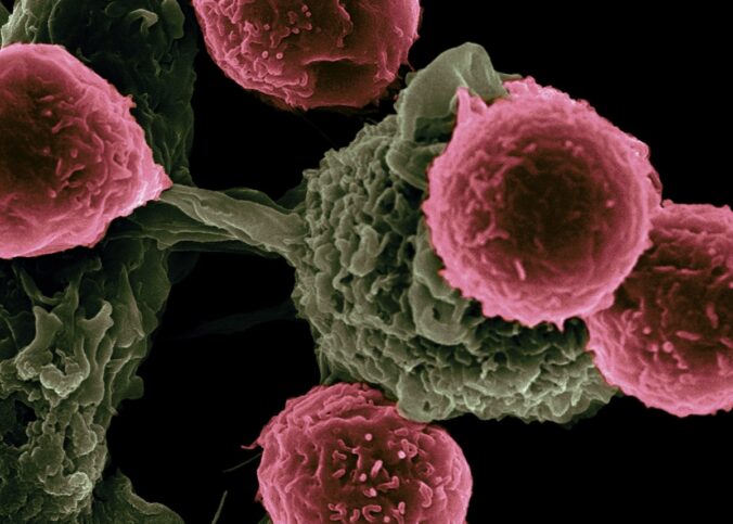 cellule en rose sur fond noir lors d'un test ADN
